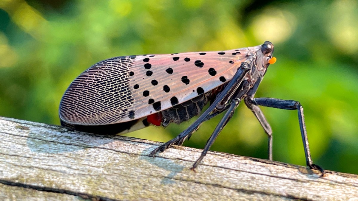 Spotted Lantern Fly Removal